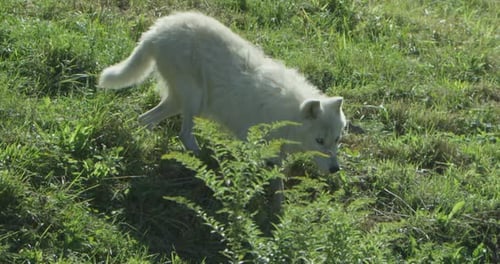 Canadian Wildlife - Elderly male arctic wolf slow motion on summer tundra
