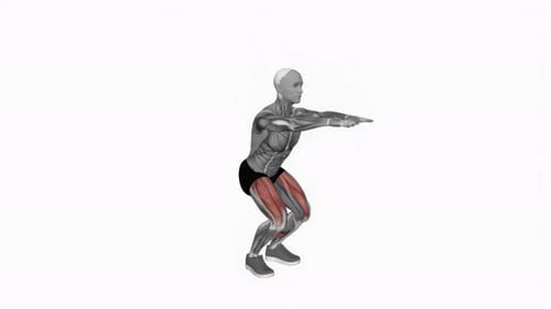 Human Anatomy: Squat Exercise with Muscle Activation Highlight