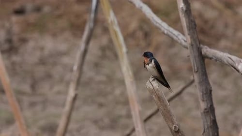 Barn Swallow, Hirundo rustica, Pak Pli, Nakhon Nayok, Thailand; seen perched on a wood scaffolding