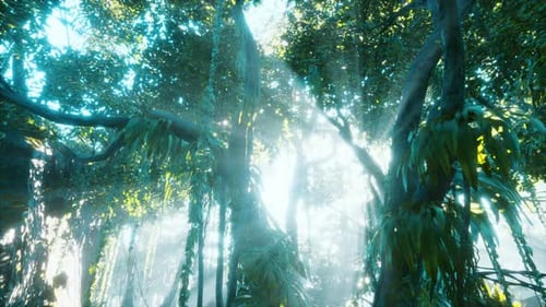 Green Tropical Forest with Ray of Light