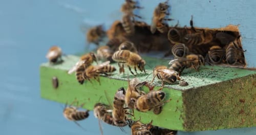 Honey bees fly near a beehive. Bees are best known to humans for their ecological roles as