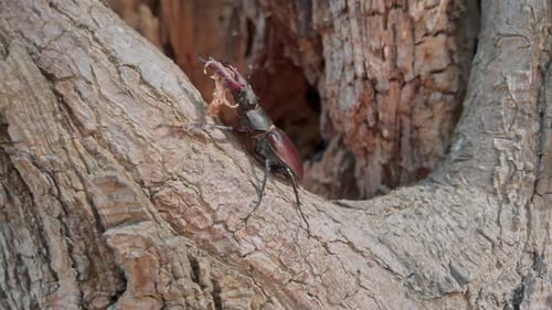 Stag Beetle Climbing on Branch of Tree
