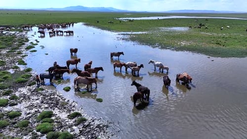 Wild Horses Drinking in a Watering Hole