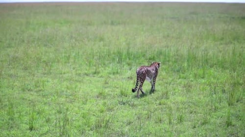 Tracking shot of a wild cheetah looking for prey walking away on the endless plains of Africa