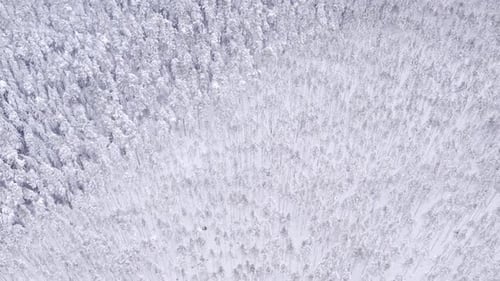 Aerial drone view of pine trees covered with snow in spruce forest in cold mountains