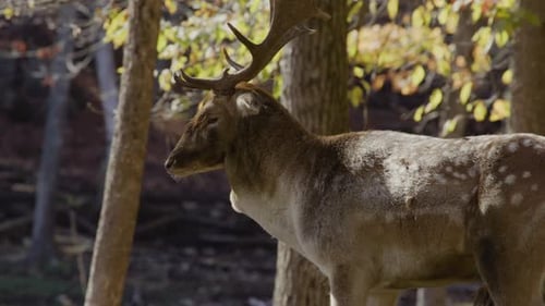 Spotted Deer with Antlers in Autumn Forest