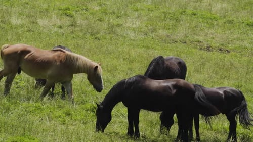 Light-Colored Wild Stallion Walking Through Dark Herd - usa