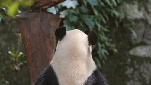 Panda Close Up Eating