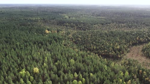 Aircraft diving towards forest, autumn south Sweden