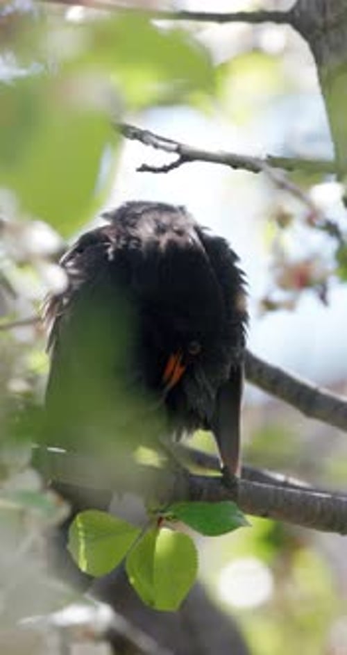 Amsel Männlicher Vogel auf einem Ast eines Kirschbaums