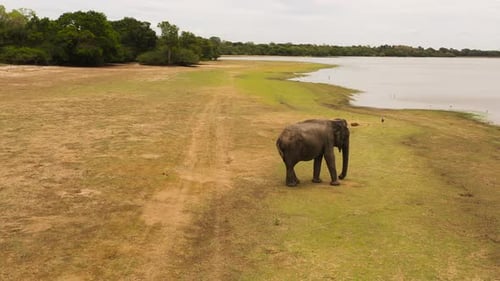 Elephant in Its Natural Environment Sri Lanka