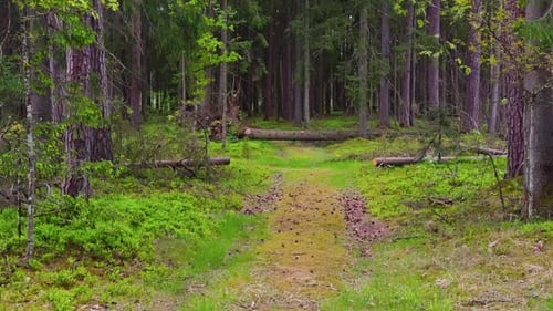 Experience the Beauty of a Spring Forest Trail with Green Trees and Peaceful Pathways Ideal for