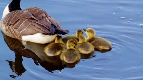 Goose and Goslings Swimming in Blue Water