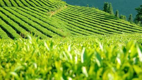 Tea Field