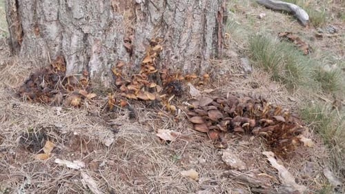 Close-up of mushrooms growing at the base of a tree surrounded by dry leaves and pine needles