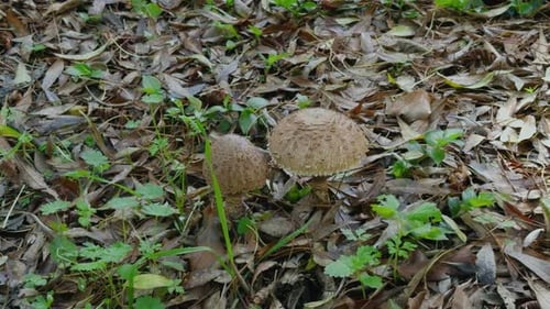 Mushroom Close-Up on a Forest Floor