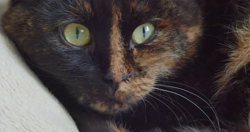 Muzzle of a Cat She Carefully Looks Into the Camera and Lazily Controls Her Surroundings