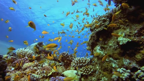 Tropische Meereslandschaft Bunte Fische