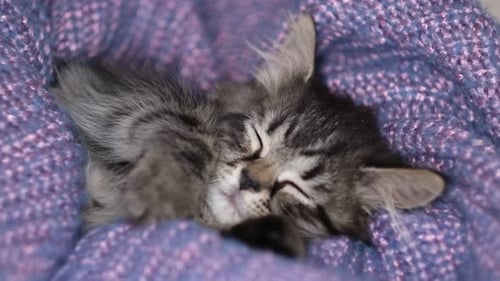 Little Kitten Sleeps in a Cozy Blanket