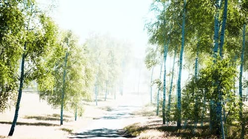 Birch Forest in Sunlight in the Morning