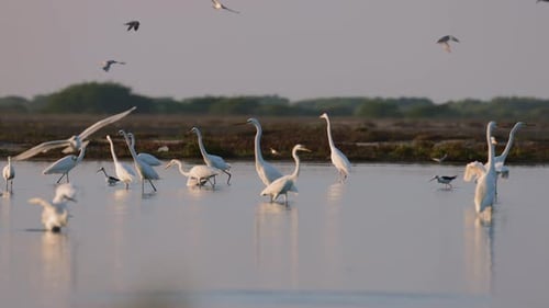 Egrets Feed in Shallow Water Watching Wild Birds Feeding in Wetlands Wintering of Birds in the