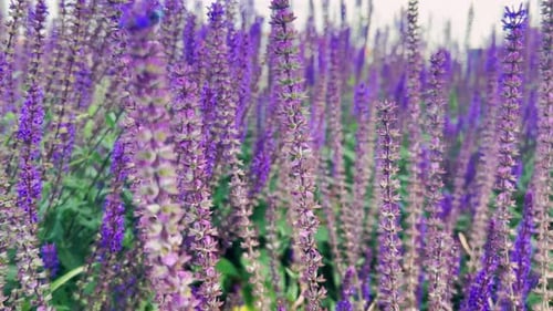 Ein dicht mit Salvia-Büschen bepflanztes Blumenbeet.