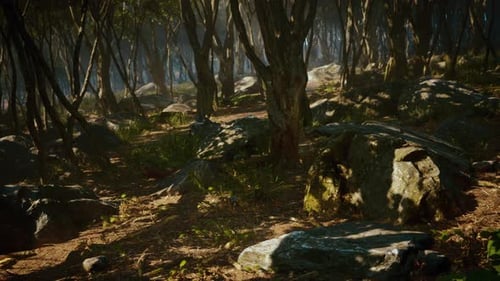 Misty Morning in the Woods with Rays of Light in the Forest