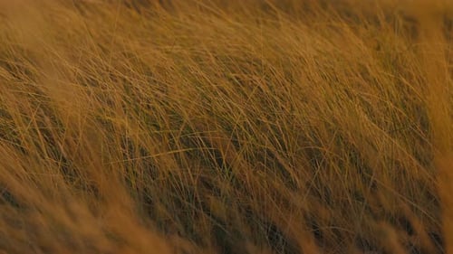 Golden Grass Swaying Gently in the Wind