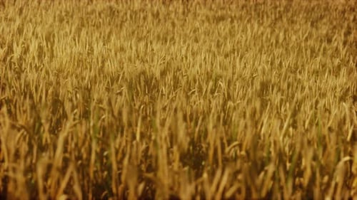 the Field of Ripe Rye at Sunset