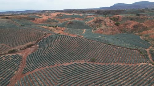 Aerial image of an agave field in Tequila, Jalisco 23