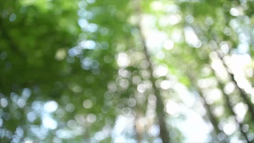Forest Beautiful Nature 4K Background. Bokeh Background push in shot, High Angel
