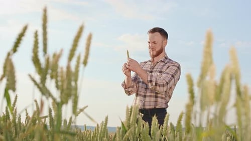 Side View of a Male Farmer Holding Wheater Smiling in Sunny Weather Man with Beard Standing on Field