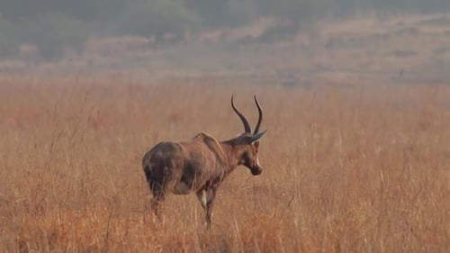 Antelope walking in African grasslands