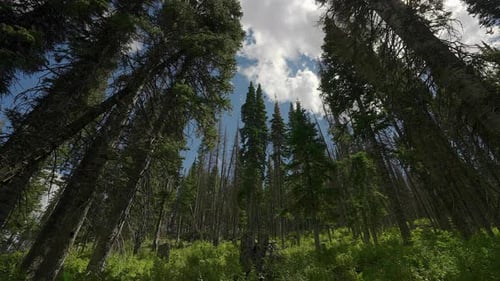 Rolling Clouds On A Dense Forest During Sunny Day. Timelapse