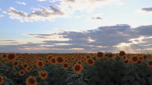 sun rays over the sunflower field