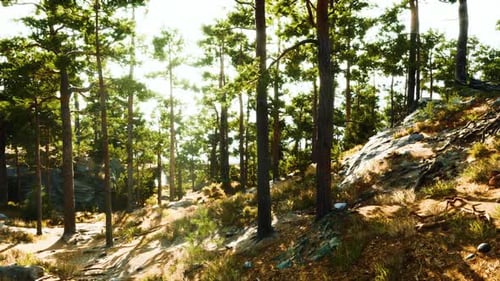 Sunlit Forest Landscape Showcasing Towering Pine Trees and Rocky Terrain