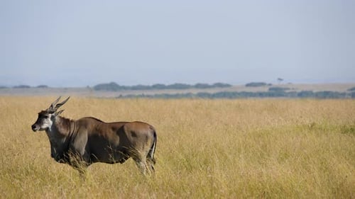 Majestic Eland Antelope Stands in Tall Grasses of Maasai Mara Kenya.
