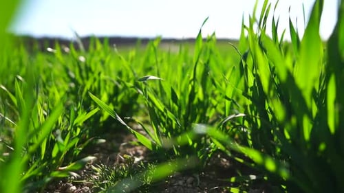 Grünes Gras aus nächster Nähe