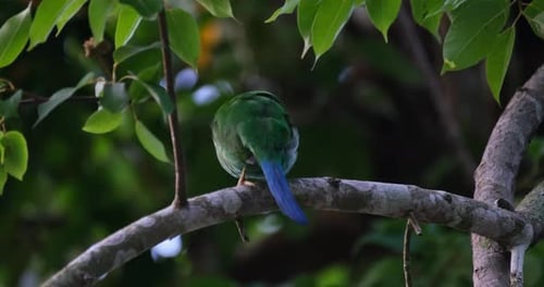 Nistzeit des Langschwanz-Breitschnabels Psarisomus dalhousiae.