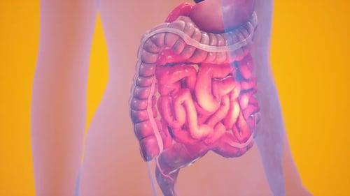 3D Animation of Human Digestive System with Glowing Intestines