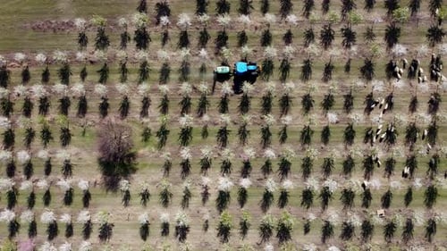 Tractor cultivating process aerial view