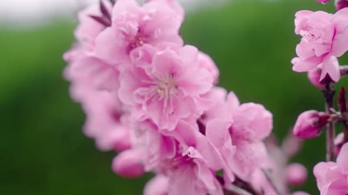 Delicate Blooming Petals Of Cherry Blossom In The Botanical Gardens Of Kyoto, Japan. Selective Focus