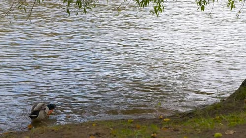 Mallard Duck Preening Feathers By the River Bank