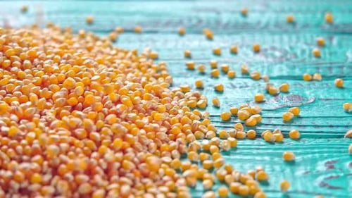 Graines de maïs Un tas de grains de maïs crus tourne en gros plan sur un arbre bleu rustique, un maïs jaune, une zée