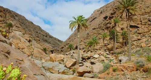 Small oasis in the desert canyon. Palm trees in sandstone gorge. Barranco de los Enamorados. Fuertev