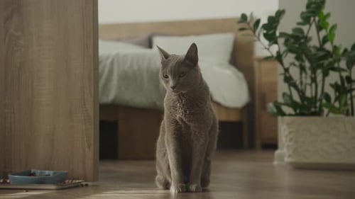 Pensive Russian Blue Cat in Home