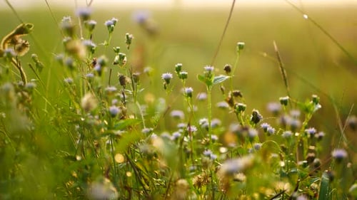 liebe natürliche Blumen