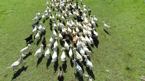 Drone flying over large goats herd grazing on green pasture countryside.