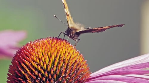 Macro shot of orange Small tortoiseshell butterfly collecting nectar from purple coneflower on green