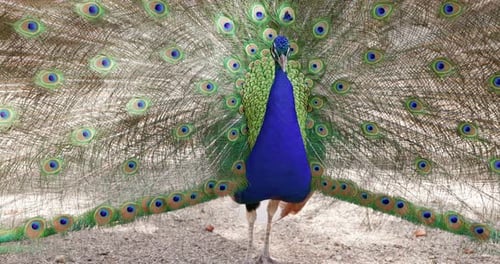 Peacock with Opening His Tail Feathers Feathers on Beautiful Tropical Bird